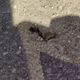 After finishing the front I noticed that the jack-stand sunk into the asphalt on the sunny side of the car.